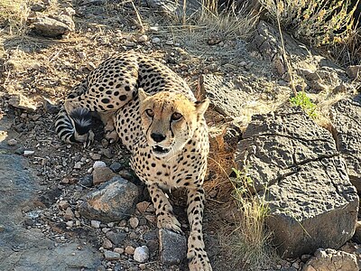 Namibia Wildlife Conservation - Namibia - Keno