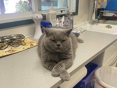 Freiwilligenarbeit - Vancouver - Johanna <p>Johanna hat viel Spaß bei der Arbeit im Cat Sanctuary und im Thriftstore</p>