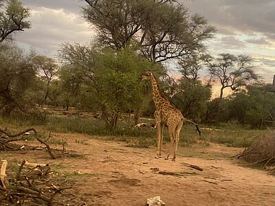 Namibia Wildlife Conservation - Namibia - Emilia