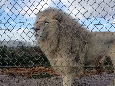 Südafrika African Cat Sanctuary - Südafrika - Lara