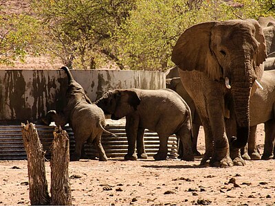 Study, Work and Volunteer - Freiwilligenarbeit – Conservation Projects, Namibia