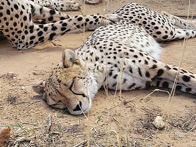 Namibia Wildlife Conservation - Namibia - Janne