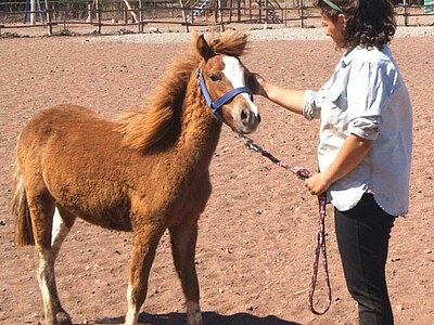 Chile – Farmstay