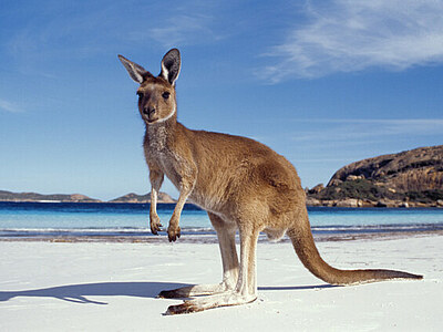 Praktikum in Australien