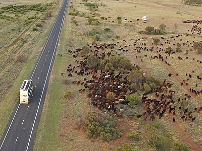 Study, Work and Volunteer - Freiwilligenarbeit in Australien, Australien