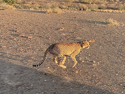 Namibia Wildlife Conservation - Namibia - Emilia