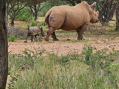 Namibia Wildlife Conservation - Namibia - Emilia