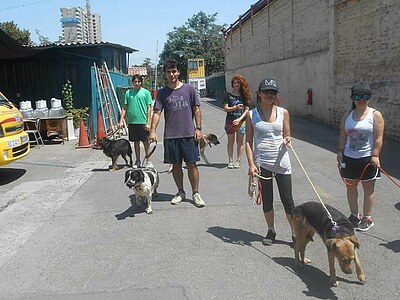 Study, Work and Volunteer - Freiwilligenarbeit in Chile, Chile