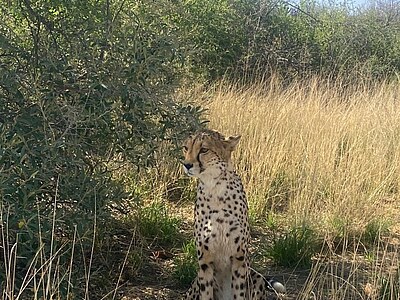 Namibia Conservation Projects - Namibia und Südafrika - Lena