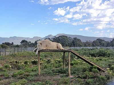 Südafrika African Cat Sanctuary - Südafrika - Lara