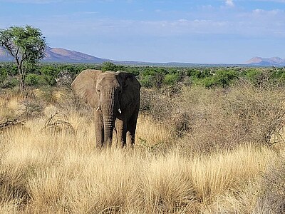 Namibia Wildlife Conservation - Namibia - Keno