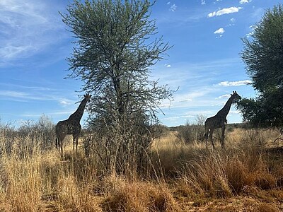 Namibia Conservation Projects - Namibia und Südafrika - Lena