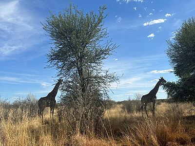 Conservation Projects - Namibia und Südafrika - Lena <p>Die Zeit in den Wildlife Conservation und Ocean Conservation Projekten hat Lena sehr geprägt</p>