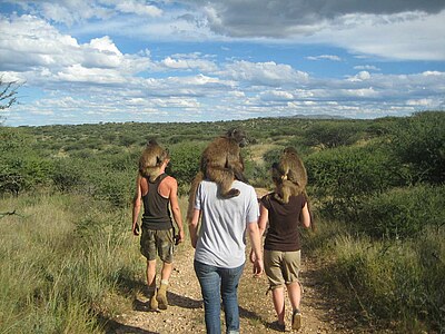 Study, Work and Volunteer - Freiwilligenarbeit – Wildlife Conservation, Namibia