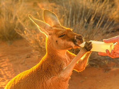 Study, Work and Volunteer - Freiwilligenarbeit in Australien, Australien