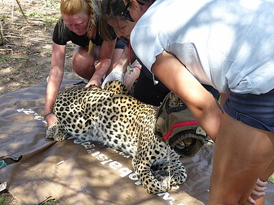 Study, Work and Volunteer - Freiwilligenarbeit – Wildlife Conservation, Namibia